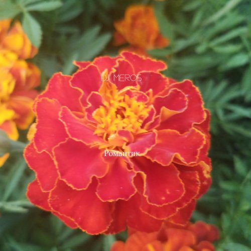 Letra de Романтик de DJ Meros | Musixmatch